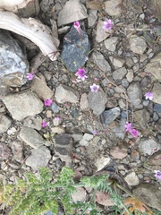 Navarretia linearifolia