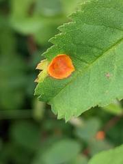 Phragmidium rosae-multiflorae