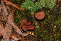 Tubaria rufofulva