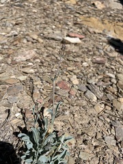 Penstemon scapoides