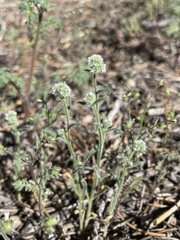 Cryptantha gracilis