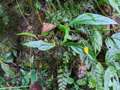 Lysimachia ardisioides