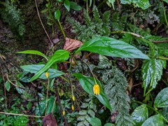 Lysimachia ardisioides