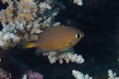 Pycnochromis atripes