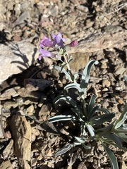 Penstemon patens