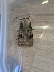 Agrotis puta