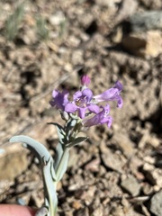 Penstemon patens