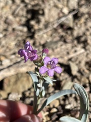 Penstemon patens
