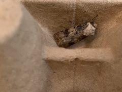 Agrotis puta