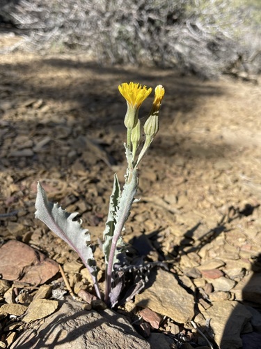 Image of Crepis occidentalis by (c) Matt Berger, some rights reserved (CC BY)