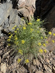 Cymopterus petraeus