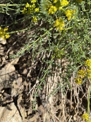 Cymopterus petraeus