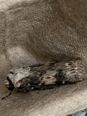 Agrotis puta