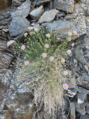 Erigeron breweri porphyreticus