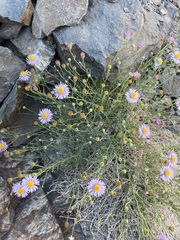 Erigeron breweri porphyreticus