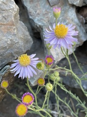 Erigeron breweri porphyreticus