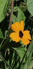 Thunbergia alata