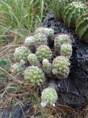 Mammillaria sphacelata