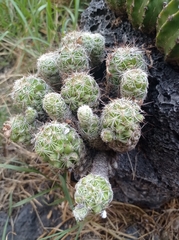 Mammillaria sphacelata