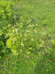 Leucas lavandulifolia