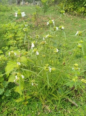 Leucas lavandulifolia