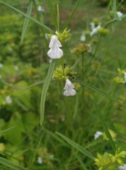 Leucas lavandulifolia