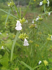 Leucas lavandulifolia