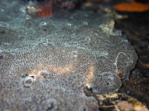 Jelly Crust Tunicate, photo 8 of 8