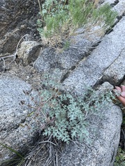Lomatium rigidum