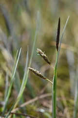 Carex limosa