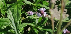 Verbena