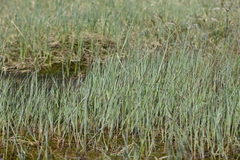 Carex limosa