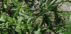 Verbena