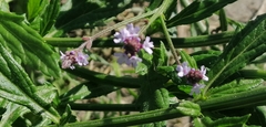 Verbena