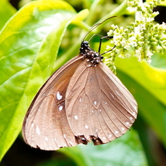 Euploea sylvester swinhoei