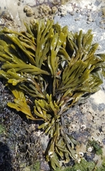 Pelvetiopsis limitata