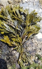 Pelvetiopsis limitata