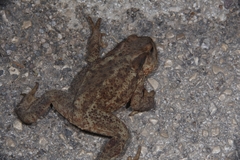 Bufo bufo