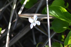 Viola macloskeyi