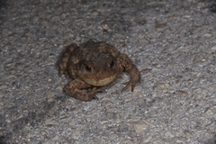 Bufo bufo