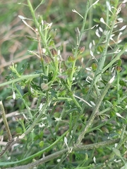 Lepidium bonariense