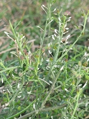 Lepidium bonariense