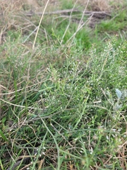 Lepidium bonariense