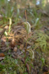 Pterostylis trullifolia