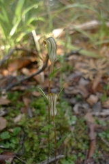 Pterostylis trullifolia