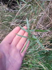 Parsonsia capsularis