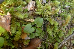 Pterostylis trullifolia