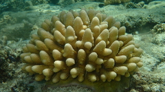 Acropora monticulosa