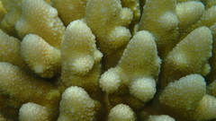 Acropora monticulosa