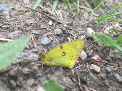 Colias hyale
